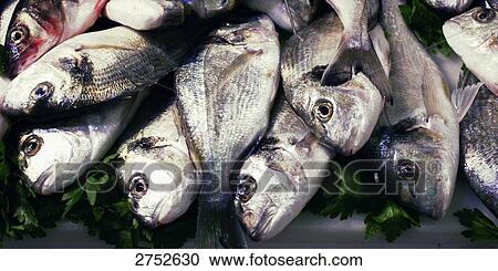 Close-up of raw fish on coriander leaves View Large Photo Image Stock Image - Close-up of raw fish on coriander leaves . Fotosearch