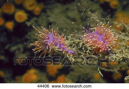 Close-up of sea animals underwater View Large Photo Image Stock Photograph - Close-up of sea animals underwater . Fotosearch