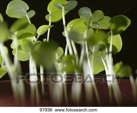 Close-up of seedlings View Large Photo Image Stock Photograph - Close-up of seedlings . Fotosearch