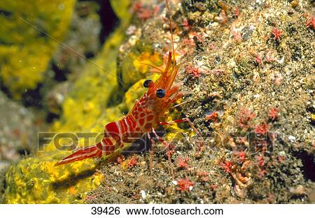 Close-up of shrimp on coral, Atlantic View Large Photo Image Stock Photograph - Close-up of shrimp on coral, Atlantic . Fotosearch