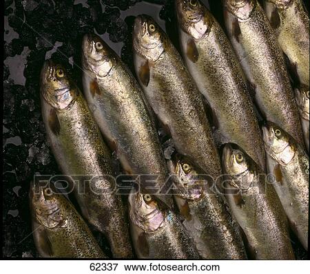 Close-up of smoked trout in rows View Large Photo Image Stock Photo - Close-up of smoked trout in rows . Fotosearch