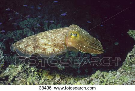 Close-up of squid, Papua New Guinea, Pacific View Large Photo Image Stock Photograph - Close-up of squid, Papua New Guinea, Pacific . Fotosearch