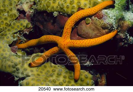 Close-up of starfish underwater, Maldives, Indian Ocean View Large Photo Image Stock Image - Close-up of starfish underwater, Maldives, Indian Ocean . Fotosearch