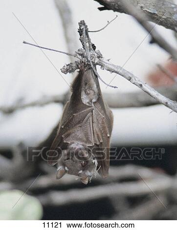 Close-up of Straw Colored Fruit Bat (Eidolon hevlum) hanging in tree, Kenya View Large Photo Image Stock Image - Close-up of Straw Colored Fruit Bat (Eidolon hevlum) hanging in tree, Kenya . Fotosearch