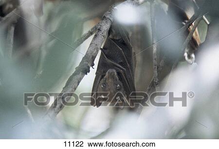 Stock Image - Close-up of Straw Colored Fruit Bat (Eidolon hevlum) hanging in tree, Kenya . Fotosearch