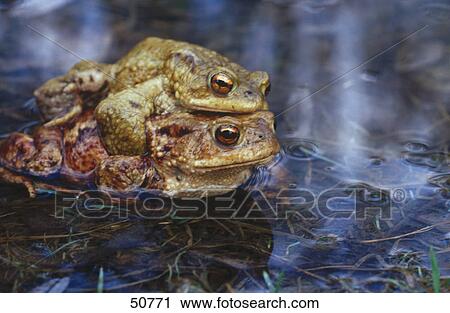 Close-up of Toads (Bufo bufo) mating in water View Large Photo Image Stock Image - Close-up of Toads (Bufo bufo) mating in water . Fotosearch