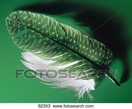 Stock Image - Close-up of two feathers . Fotosearch