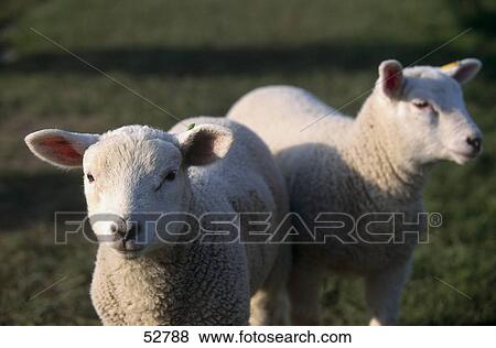 Close-up of two lambs standing in meadow View Large Photo Image Stock Photo - Close-up of two lambs standing in meadow . Fotosearch