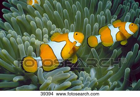 Close-up of two Ocellaris Clownfish (Amphiprion ocellaris) swimming underwater, Papua New Guinea View Large Photo Image Picture - Close-up of two Ocellaris Clownfish (Amphiprion ocellaris) swimming underwater, Papua New Guinea . Fotosearch