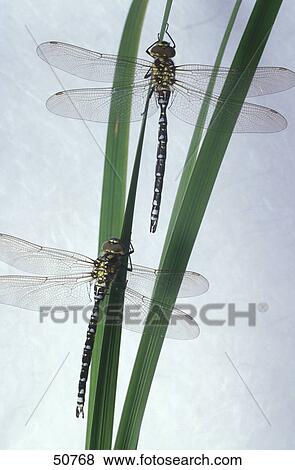 Close-up of two Southern Hawker (Aeshna cyanea) on grass View Large Photo Image Stock Photo - Close-up of two Southern Hawker (Aeshna cyanea) on grass . Fotosearch