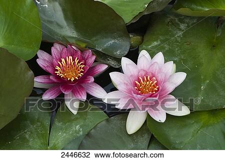 Close-up of water lilies blooming in pond View Large Photo Image Stock Image - Close-up of water lilies blooming in pond . Fotosearch