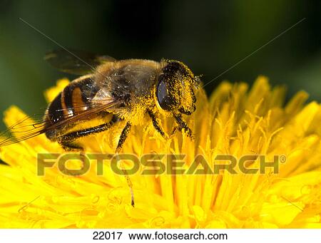 Close-up of Western honey bee (Apis mellifera) pollinating on dandelion (Taraxacum Officinale) flower View Large Photo Image Stock Photo - Close-up of Western honey bee (Apis mellifera) pollinating on dandelion (Taraxacum Officinale) flower . Fotosearch