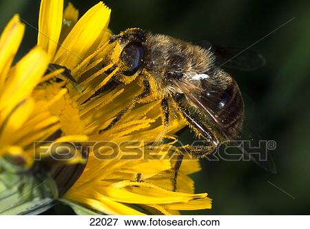 Close-up of Western honey bee (Apis mellifera) pollinating on dandelion (Taraxacum Officinale) flower View Large Photo Image Stock Photo - Close-up of Western honey bee (Apis mellifera) pollinating on dandelion (Taraxacum Officinale) flower . Fotosearch