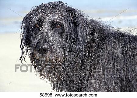 Close-up of wet shaggy dog View Large Photo Image Stock Photo - Close-up of wet shaggy dog . Fotosearch