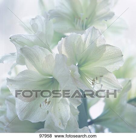 Close-up of white flowers View Large Photo Image Stock Photo - Close-up of white flowers . Fotosearch