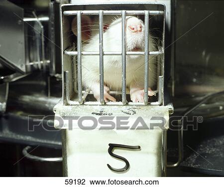 Close-up of white rat in cage View Large Photo Image Stock Image - Close-up of white rat in cage . Fotosearch
