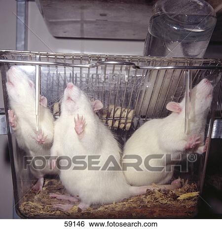 Stock Photograph - Close-up of white rats in cage . Fotosearch