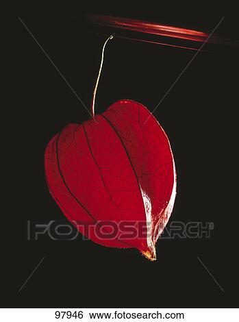 Close-up of winter cherry View Large Photo Image Stock Photograph - Close-up of winter cherry . Fotosearch
