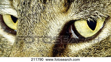 Stock Image - Close-up of wolf's eyes . Fotosearch