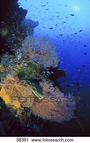 Stock Image - Coral reef underwater, Papua Neu Guinea . Fotosearch
