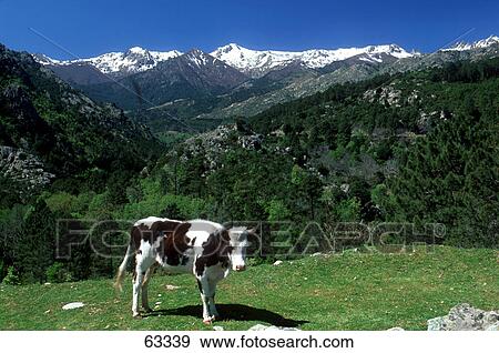 Cow standing on grassy landscape, France View Large Photo Image Stock Photo - Cow standing on grassy landscape, France . Fotosearch