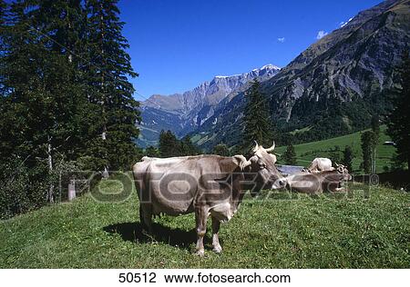Stock Image - Cows in field . Fotosearch
