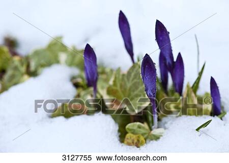 Stock Photography - Crocuses covered with snow, close-up . Fotosearch
