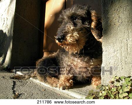 Stock Photograph - Dachshund sitting at entrance door . Fotosearch