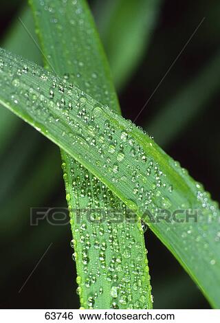 Dew drops on blade of grass View Large Photo Image Stock Photograph - Dew drops on blade of grass . Fotosearch