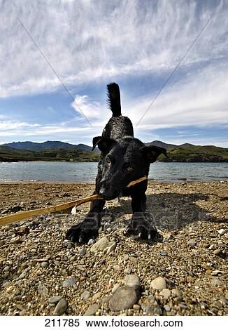 Dog holding stick in its mouth at coast View Large Photo Image Stock Photography - Dog holding stick in its mouth at coast . Fotosearch