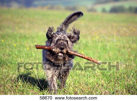 Stock Image - Dog holding stick in its mouth . Fotosearch