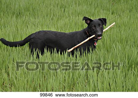 Dog in field fetching stick View Large Photo Image Stock Photograph - Dog in field fetching stick . Fotosearch