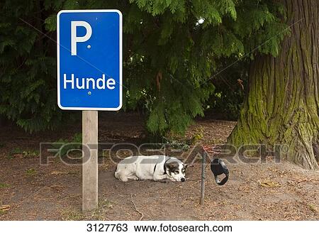 Dog lying beside a parking sign View Large Photo Image Stock Image - Dog lying beside a parking sign . Fotosearch