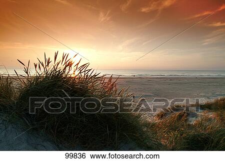 Empty beach at dusk, Denmark View Large Photo Image Stock Photograph - Empty beach at dusk, Denmark . Fotosearch