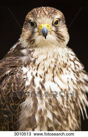 Falcon, portrait, front view, Grosser Feldberg, Germany View Large Photo Image Stock Image - Falcon, portrait, front view, Grosser Feldberg, Germany . Fotosearch