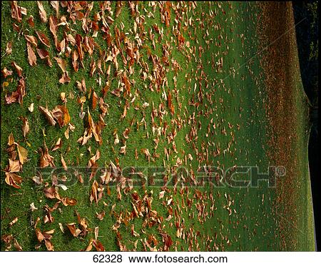 Fallen leaves on grass View Large Photo Image Stock Photo - Fallen leaves on grass . Fotosearch