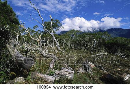 Fallen trees on landscape, Mafate Cirque, Reunion Island, France View Large Photo Image Picture - Fallen trees on landscape, Mafate Cirque, Reunion Island, France . Fotosearch