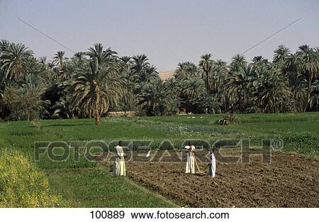 Stock Photo - Farmers working in field, Aswan, Egypt . Fotosearch