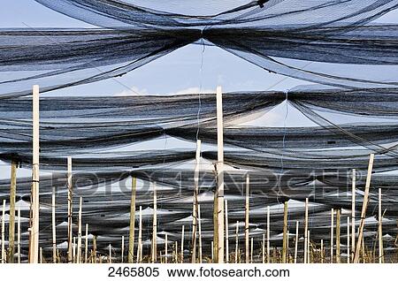 Field covered with nets for pest control View Large Photo Image Stock Photography - Field covered with nets for pest control . Fotosearch