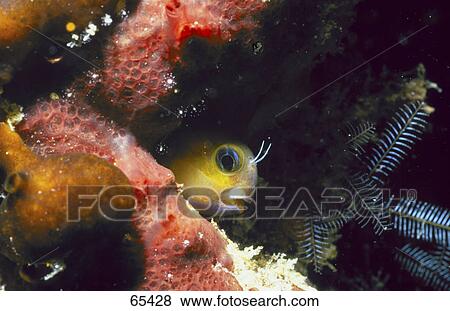 Stock Photo - Fish hiding in coral underwater . Fotosearch