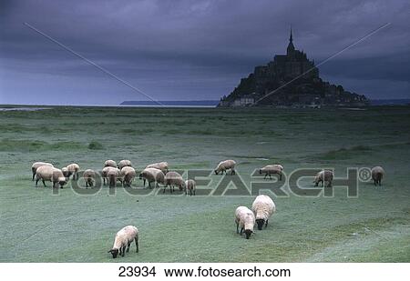 Flock of sheep grazing in field, Mont Saint-Michel, Normandy, France View Large Photo Image Picture - Flock of sheep grazing in field, Mont Saint-Michel, Normandy, France . Fotosearch