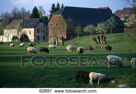 Flock of sheep grazing in field View Large Photo Image Stock Photo - Flock of sheep grazing in field . Fotosearch