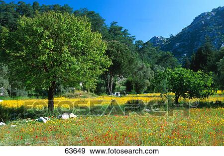 Flowers and trees in field, Mugla, Bozburun Peninsula, Turkey View Large Photo Image Stock Photo - Flowers and trees in field, Mugla, Bozburun Peninsula, Turkey . Fotosearch