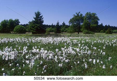 Picture - Flowers blooming in field, Hautes Fagnes, Ardennes, Belgium . Fotosearch