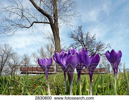 Flowers blooming in field View Large Photo Image Stock Image - Flowers blooming in field . Fotosearch