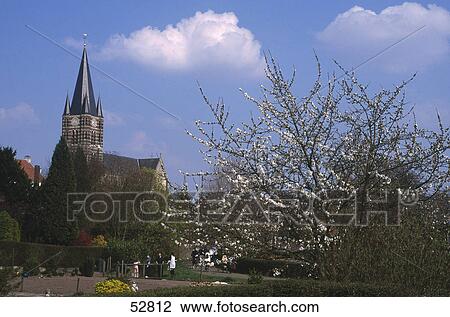 Flowers blooming on tree, Thorn, Netherlands View Large Photo Image Stock Image - Flowers blooming on tree, Thorn, Netherlands . Fotosearch