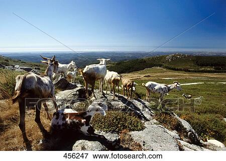 Stock Photo - Goats on hill, Algarve, Portugal . Fotosearch