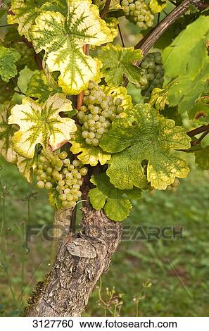 Stock Image - Grapes on the vine, Rheingau, Germany, close-up . Fotosearch