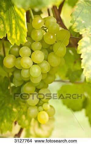 Picture - Grapes, Rheingau, Germany, close-up . Fotosearch