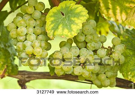 Grapes, Rheingau, Germany, close-up View Large Photo Image Stock Photo - Grapes, Rheingau, Germany, close-up . Fotosearch